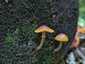 Fenyves sisakgomba (Galerina marginata), Börzsöny